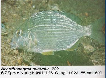 Acanthopagrus australis